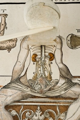 Anatomical fugitive sheet,female