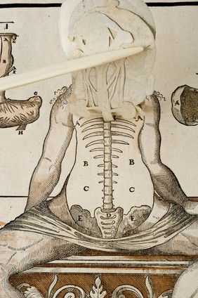 Anatomical fugitive sheet,female