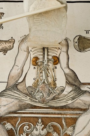 view Anatomical fugitive sheet,female