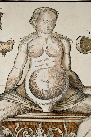 view Anatomical fugitive sheet,female