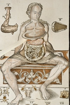 Anatomical fugitive sheet,female