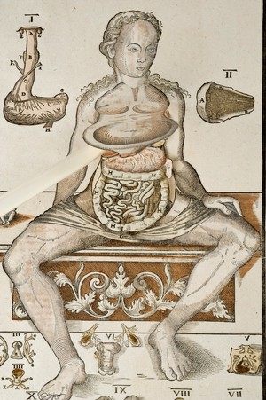 view Anatomical fugitive sheet,female