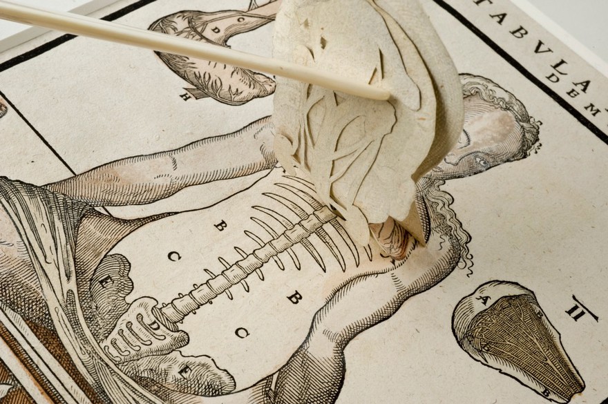 Anatomical fugitive sheet,female