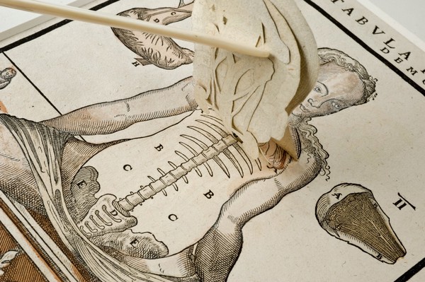 Anatomical fugitive sheet,female