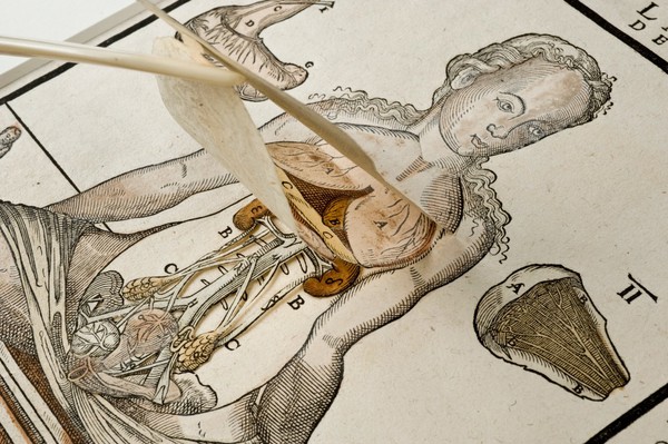 Anatomical fugitive sheet,female