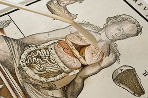 view Anatomical fugitive sheet,female