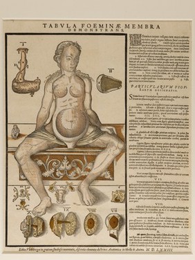 Anatomical fugitive sheet,female