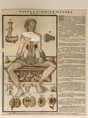 view Anatomical fugitive sheet,female