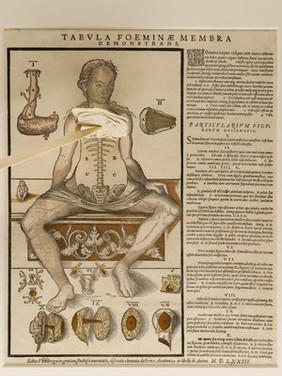 Anatomical fugitive sheet,female