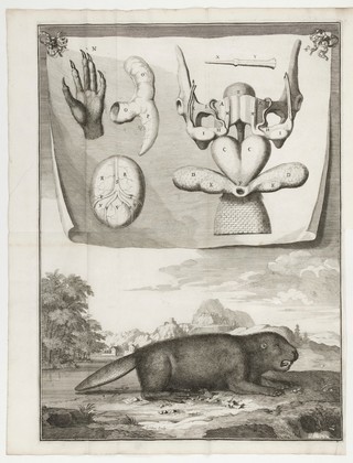 Description anatomique de divers animaux dissequez dans l'Academie Royale des Sciences. Accompagnez de leurs squelet, et representez en figures gravées. Avec les observations faites en leur dissection / [by C. Perrault].