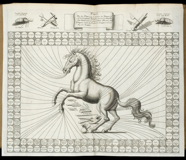 The compleat horseman: discovering the surest marks of the beauty, goodness, faults and imperfections of horses: the signs and causes of their diseases, the true method both of their preservation and cure: with reflections on the regular and preposterous use of bleeding and purging. To which is added a ... supplement of riding ... With an alphabetical catalogue of allthe physical simples in English, French and Latin / By Sir William Hope ... Made English from the eighth editioin of the original.