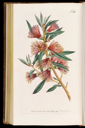 The botanical magazine, or, Flower-garden displayed ... / by William Curtis.