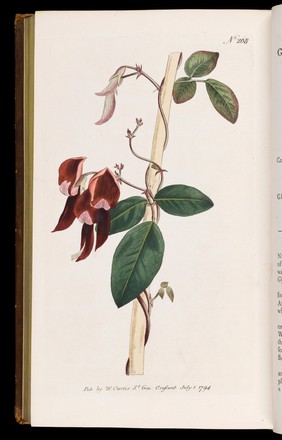 The botanical magazine, or, Flower-garden displayed ... / by William Curtis.
