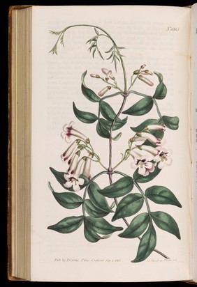 Curtis's botanical magazine, or, Flower-garden displayed / by John Sims.