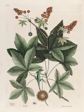 The natural history of Carolina, Florida and the Bahama Islands: containing the figures of birds, beasts, fishes, serpents, insects, and plants: particularly the forest-trees, shrubs, and other plants, not hitherto described, or very incorrectly figured by authors. Together with their descriptions in English and French. To which are added observations on the air, soil, and waters: with remarks upon agriculture, grain, pulse, roots, &c. To the whole, is prefixed a new and correct map of the countries treated of / By Mark Catesby ... Histoire naturelle de la Caroline, la Floride, & les Isles Bahama: contenant les desseins des oiseaux, animaux, poissons, serpents, insectes, & plantes. Et en particulier, des arbres des forets, arbrisseaux, & autres plantes, qui n'ont point été decrits, jusques à present par les auteurs, ou peu exactement dessinés. Avec leur descriptions en françois & en anglois. A quoi on a adjouté, des observations sur l'air, le sol, & les eaux, avec des remarques sur l'agriculture, les grains, les legumes, les racines, &c. Le tout est precedé d'une carte nouvelle & exacte des païs dont il s'agist.