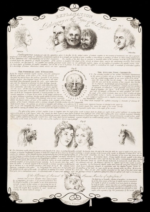Explanation of facial expressions and muscles used