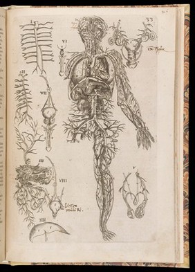 De corporis humani structura et usu libri III. Tabulis methodice explicati, iconibus accurate illustrati / [Felix Platter].