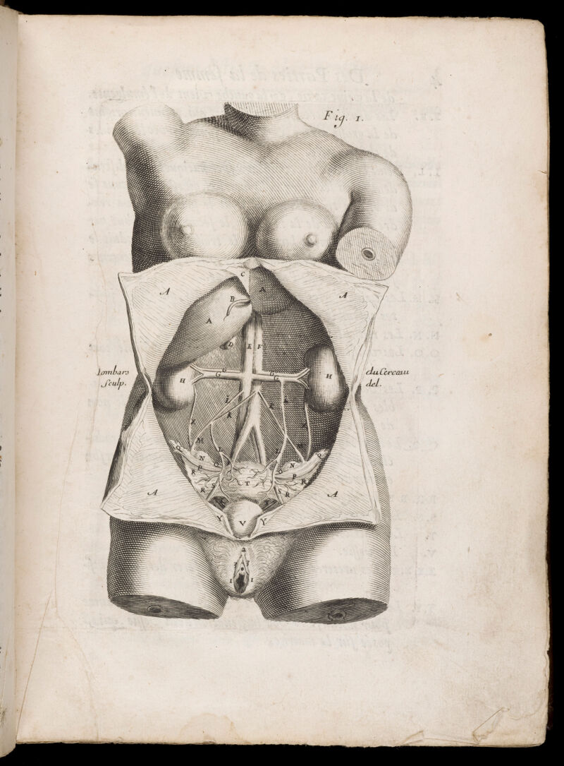 Diagram of female internal organs including, kidneys ...