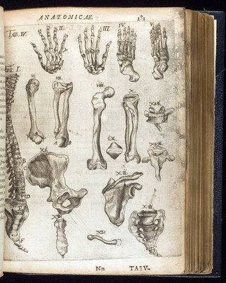 De natura humana libri duo, quorum prior de corporis structura, posterior de anima tractat ... Cum praefatione de anatomia vitali & mortuâ pro conciliatione Spagyricorum & Galenicorum plurimum inserviente / [Gregor Horst].