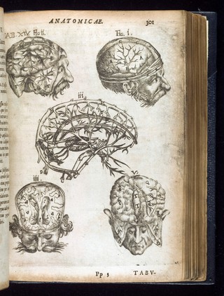 De natura humana libri duo, quorum prior de corporis structura, posterior de anima tractat ... Cum praefatione de anatomia vitali & mortuâ pro conciliatione Spagyricorum & Galenicorum plurimum inserviente / [Gregor Horst].