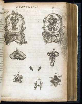 De natura humana libri duo, quorum prior de corporis structura, posterior de anima tractat ... Cum praefatione de anatomia vitali & mortuâ pro conciliatione Spagyricorum & Galenicorum plurimum inserviente / [Gregor Horst].