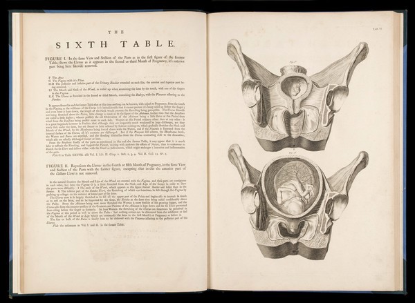 The sixth table from "A sett of anatomical tables.."