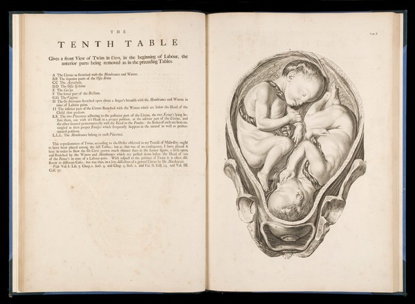The tenth table from "A sett of anatomical tables.."