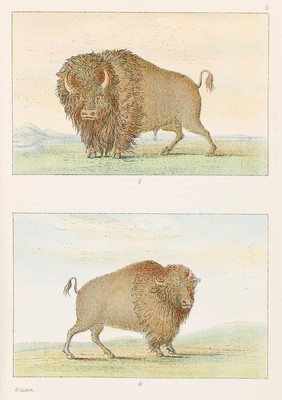 Two illustrations of buffalo