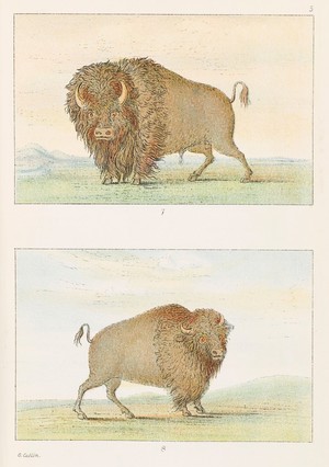 view Two illustrations of buffalo
