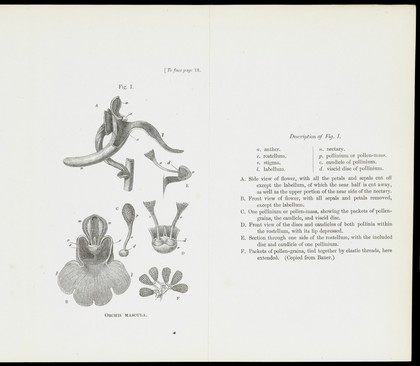 On the various contrivances by which British and foreign orchids are fertilised by insects : and on the good effects of intercrossing / by Charles Darwin.