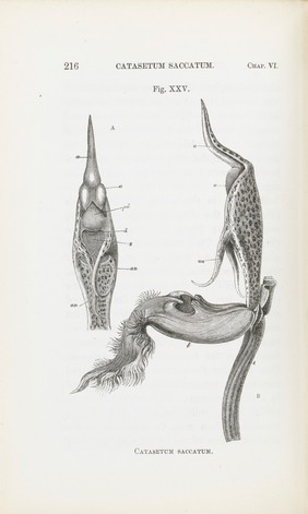 On the various contrivances by which British and foreign orchids are fertilised by insects : and on the good effects of intercrossing / by Charles Darwin.