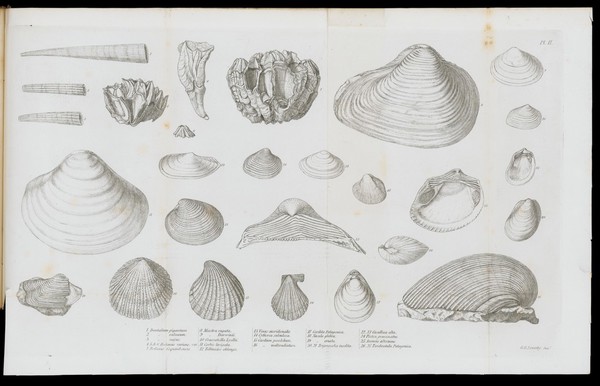 Illustration of a fragment of a spherical volcanic bomb.