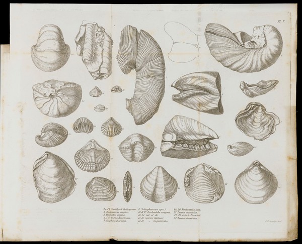 Illustration of shells.
