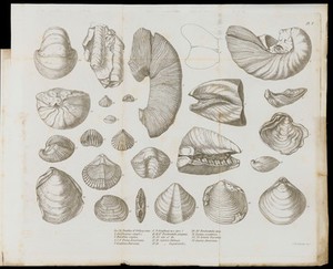 view Illustration of shells.