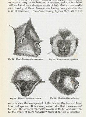 Illustration showing the heads of four primates. From 'The descent of man...', by Charles Darwin