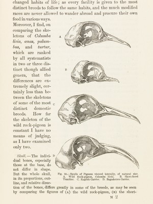 view Four skulls from different pigeons