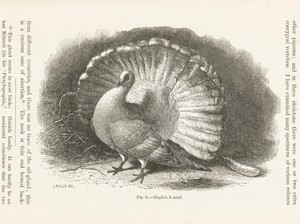 view Illustration of an English Fantail (pigeon)