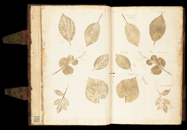 Leafy endpapers in 'De historia...'