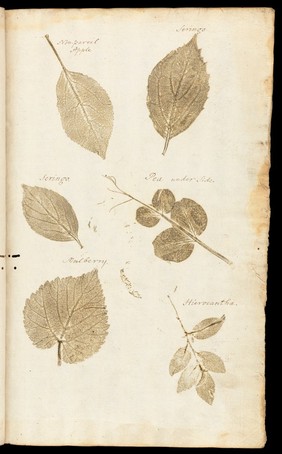 Illustrations of leaves in 'De historia...'