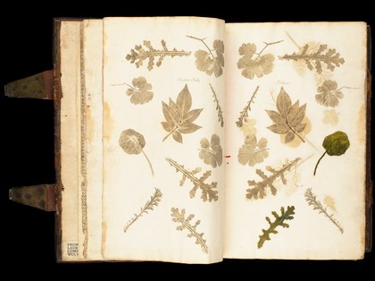 Illustrations of leaves in 'De historia...'