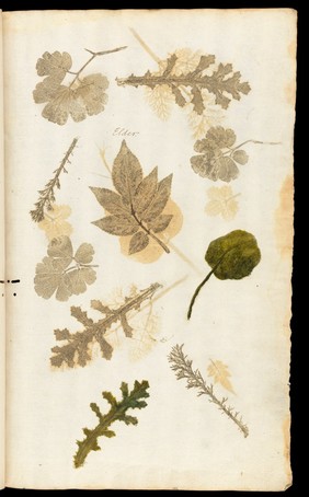 Illustrations of leaves in 'De historia...'