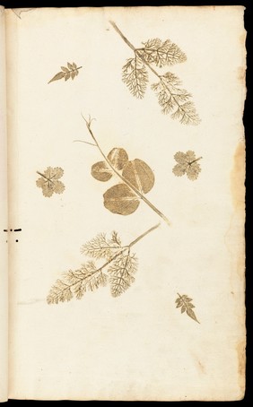 Illustrations of leaves in 'De historia...'