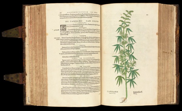 Cannabis plant from 'De historia...'