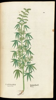 Cannabis plant from 'De historia...'