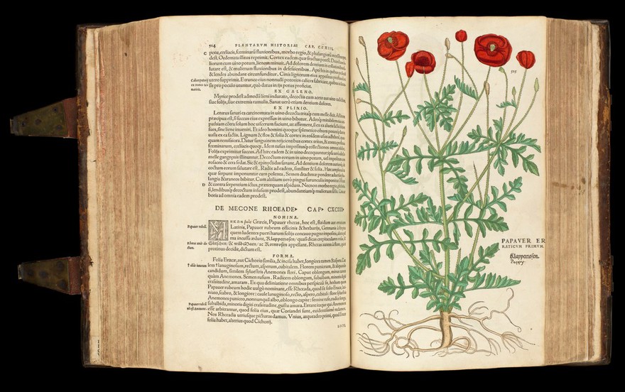 De historia stirpivm commentarii insignes ... adiectis eorvndem vivis plvsqvam quingentis imaginibus ... Accessit ... uocum difficilium & obscurarum passim in hoc opere ocurrentium explicatio ... / [Leonhard Fuchs].