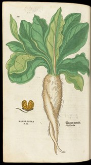 Mandragora (Mandrake) plant from 'De historia...'