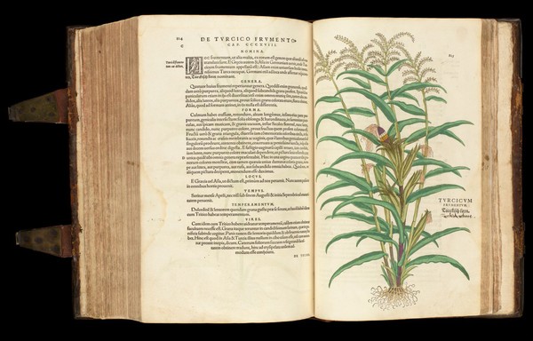 Turcicum plant, from 'De historia...'