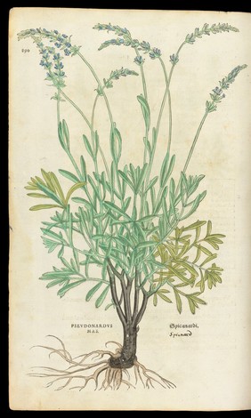 One of two pseudonardus plants, from 'De historia...'