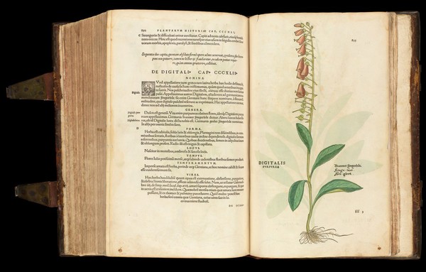 Digitalis (Foxglove), from 'De historia...'