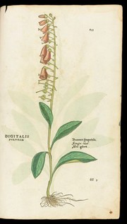 Digitalis (Foxglove), from 'De historia...'